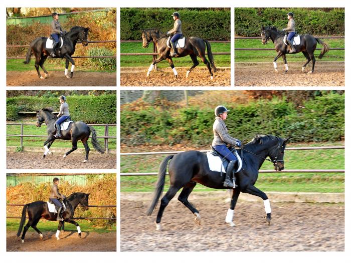  - Trakehner Gestt Hmelschenburg - Beate Langels