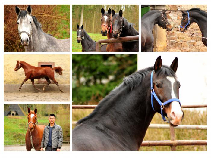  Trakehner Gestt Hmelschenburg 25. Januar 2018 - Foto: Beate Langels