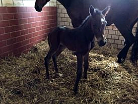 Stutfohlen von Saint Cyr u.d. StPrSt. Sarstedt v. Stedinger - Foto: C. Lippegaus