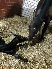 Stutfohlen von Saint Cyr u.d. StPrSt. Sarstedt v. Stedinger - Foto: C. Lippegaus