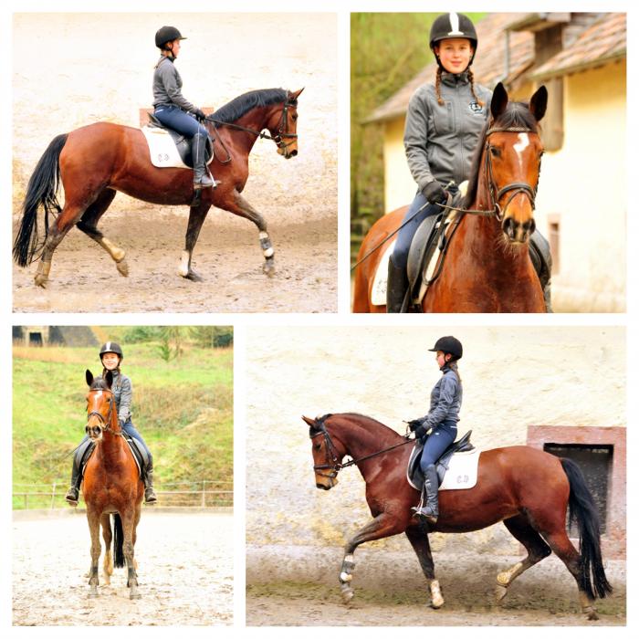  Trakehner Gestt Hmelschenburg - 26. Januar 2018 - Foto: Beate Langels