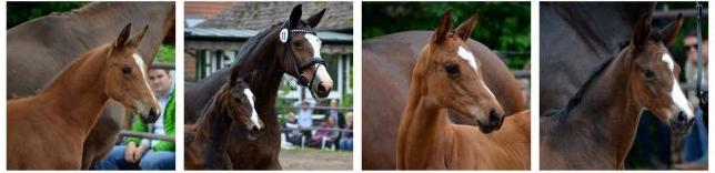 Mai 2019 - Impressionen - Trakehner Gestt Hmelschenburg 2019 - Foto: Beate Langels