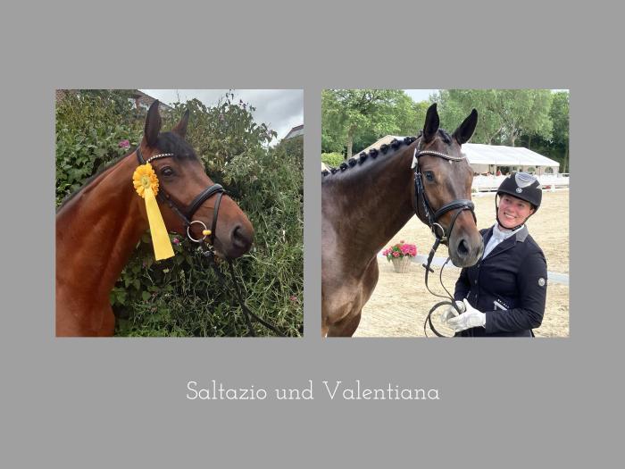 Saltazio von High Motion und Prmienstute Valentiana von His Moment