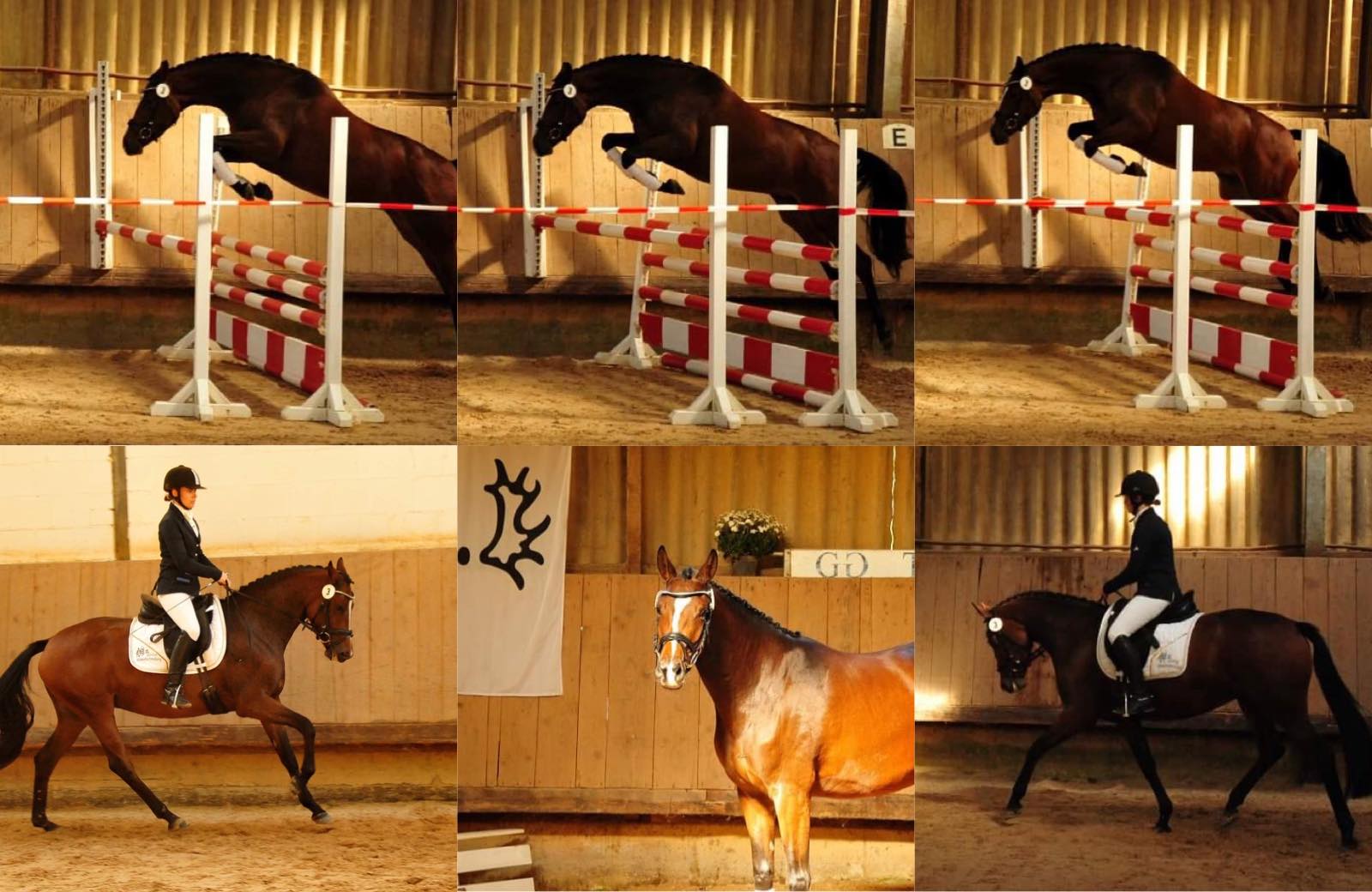 Schwalbenaura von Kacyo - Foto: Beate Langels - Trakehner Gestt Hmelschenburg