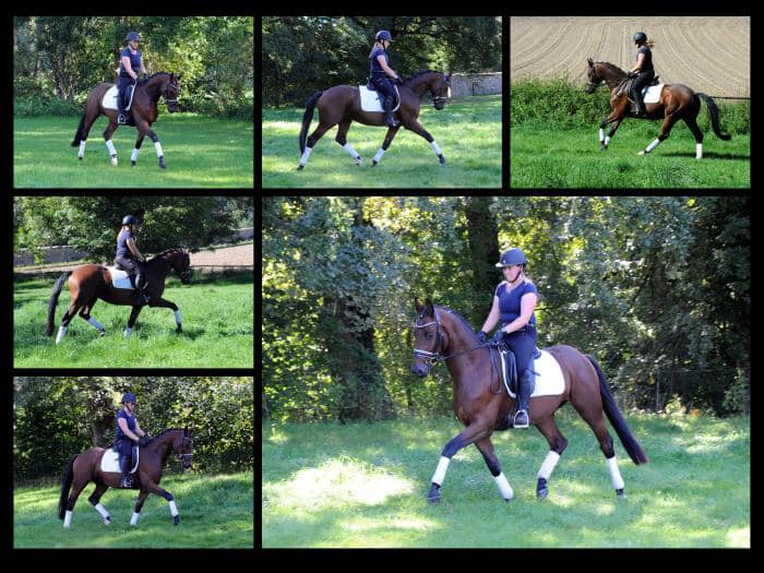 Scavi - Trakehner Wallach von Imperio u.d. Schwalbensage v. Grand Corazn
 - Trakehner Gestt Hmelschenburg - Beate Langels