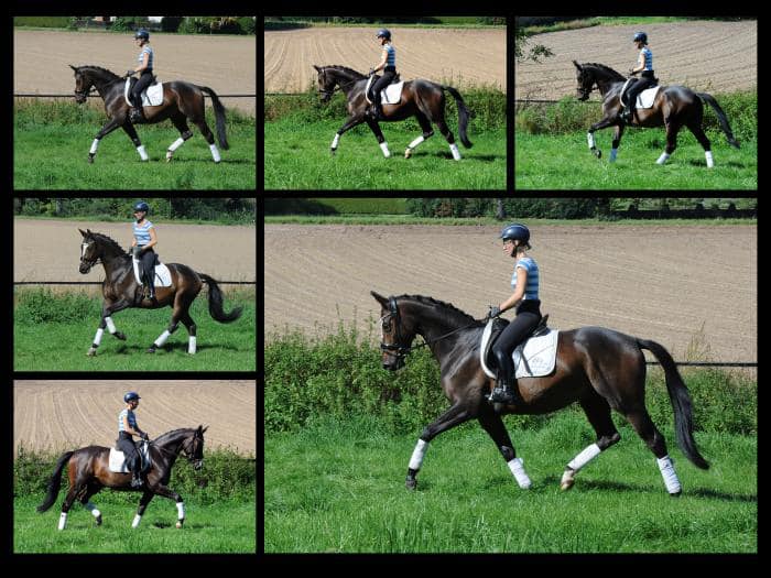 Tavolino - 4jhriger Trakehner von High Motion - Foto Beate Langels