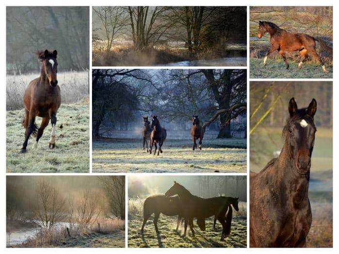 Junge High Motion Tchter in den Emmerwiesen am 27.12.2019 - Trakehner Gestt Hmelschenburg - Foto Pia Elger