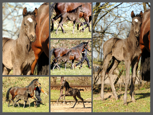 Trakehner Hengst High Quality von Saint Cyr u.d. Hanna von Summertime - Foto: Beate Langels Gestt Hmelschenburg