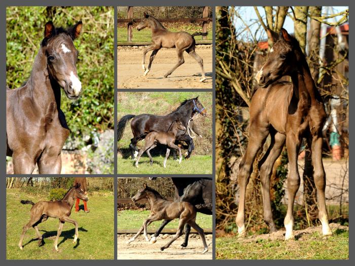 Trakehner Hengst High Quality von Saint Cyr u.d. Hanna von Summertime - Foto: Beate Langels Gestt Hmelschenburg