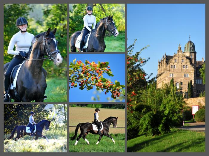Shavalou v. Freudenfest und Johanna - Foto Beate Langels - Trakehner Gestt Hmelschenburg