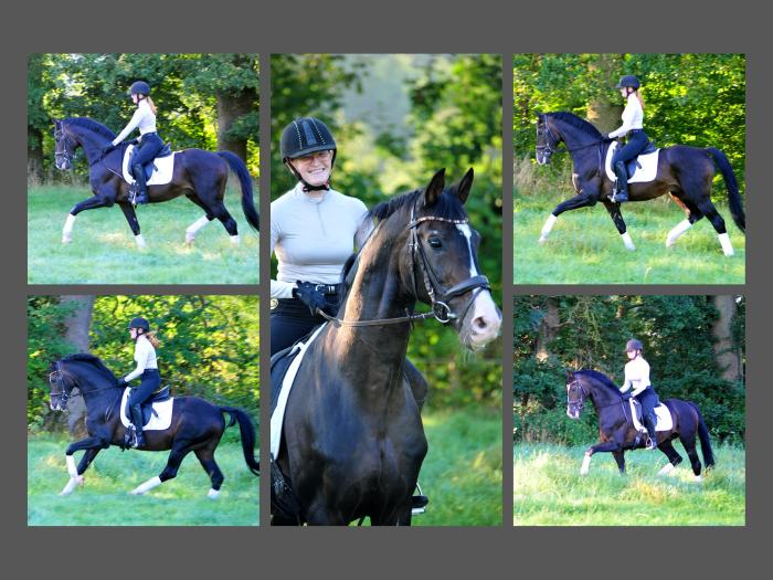 Shavalou v. Freudenfest und Johanna - Foto Beate Langels - Trakehner Gestt Hmelschenburg