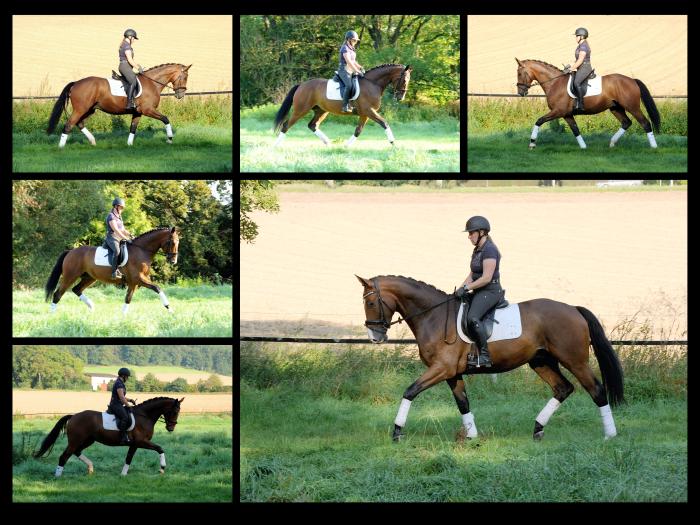 Tom Taylor von Zauberdeyk u.d. Pr.u.StPrSt. Tacyra v. Saint Cyr - Foto: Beate Langels - 
Trakehner Gestt Hmelschenburg