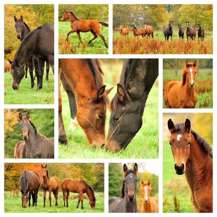 Stuten und Fohlen am 28. Oktober 2018 - Trakehner Gestt Hmelschenburg - Beate Langels