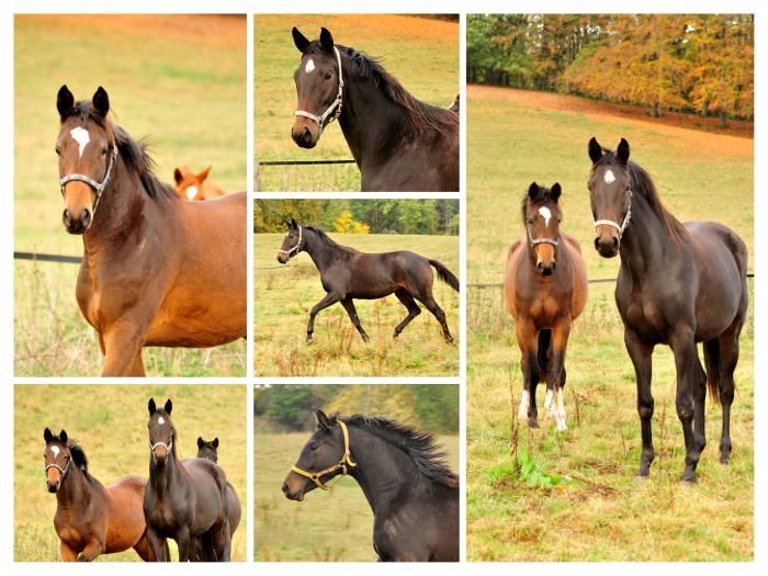 Zweijhrige Stuten  am 28. Oktober 2018 - Trakehner Gestt Hmelschenburg - Beate Langels