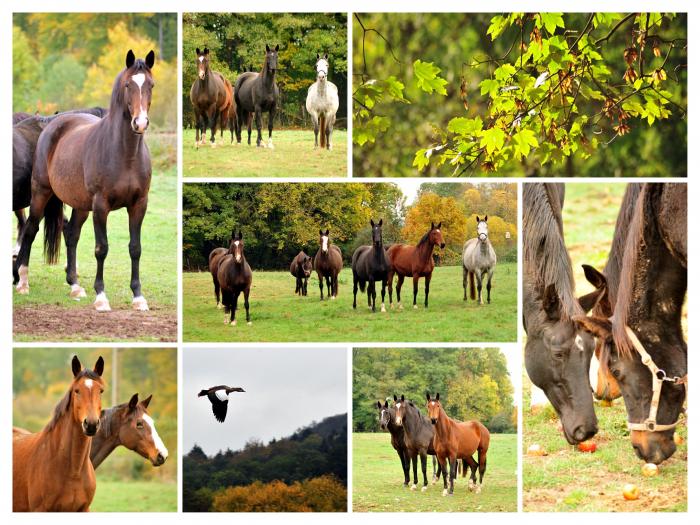 Die Stutenherde am 28. Oktober 2018 - Trakehner Gestt Hmelschenburg - Beate Langels