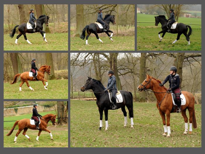 29.03.2022 - Trakehner Gestt Hmelschenburg - 
Foto: Beate Langels