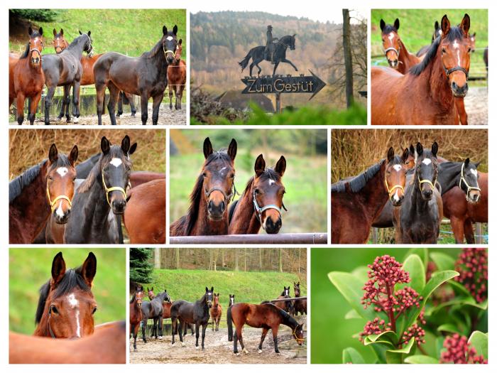  Trakehner Gestt Hmelschenburg - 30. Januar 2018 - Foto: Beate Langels