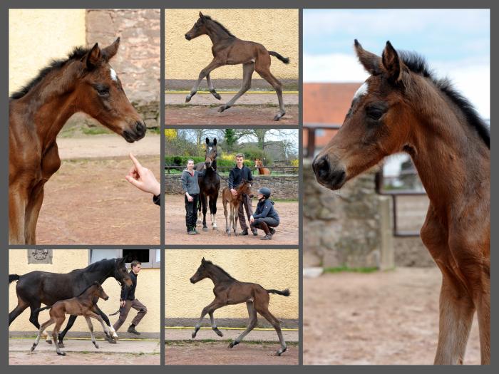 Trakehner Stutfohlen von Glcksruf u.d. StPr. u. Pr.St. Gabbana v. High Motion - Alter Fritz  - Gestt Hmelschenburg - Beate Langels