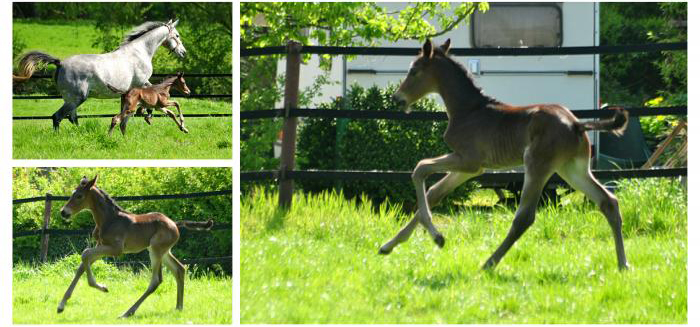 Hengstfohlen von Saint Cyr u.d. TeaCup v. Exclusiv - Trakehner Gestt Hmelschenburg - Foto: Beate Langels - 
Trakehner Gestt Hmelschenburg