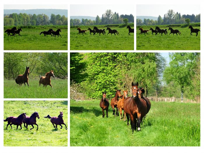 Jhrlingsstuten und tragende Stuten - Trakehner Gestt Hmelschenburg - Foto: Beate Langels - 
Trakehner Gestt Hmelschenburg