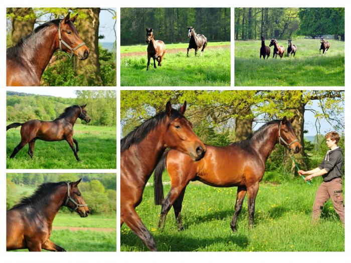 Zweijhrige Hengste - Trakehner Gestt Hmelschenburg - Foto: Beate Langels - 
Trakehner Gestt Hmelschenburg