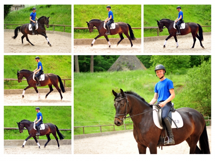 Kaisermelodie von Enrico Caruso im  Mai 2017 - Foto: Beate Langels -  Trakehner Gestt Hmelschenburg