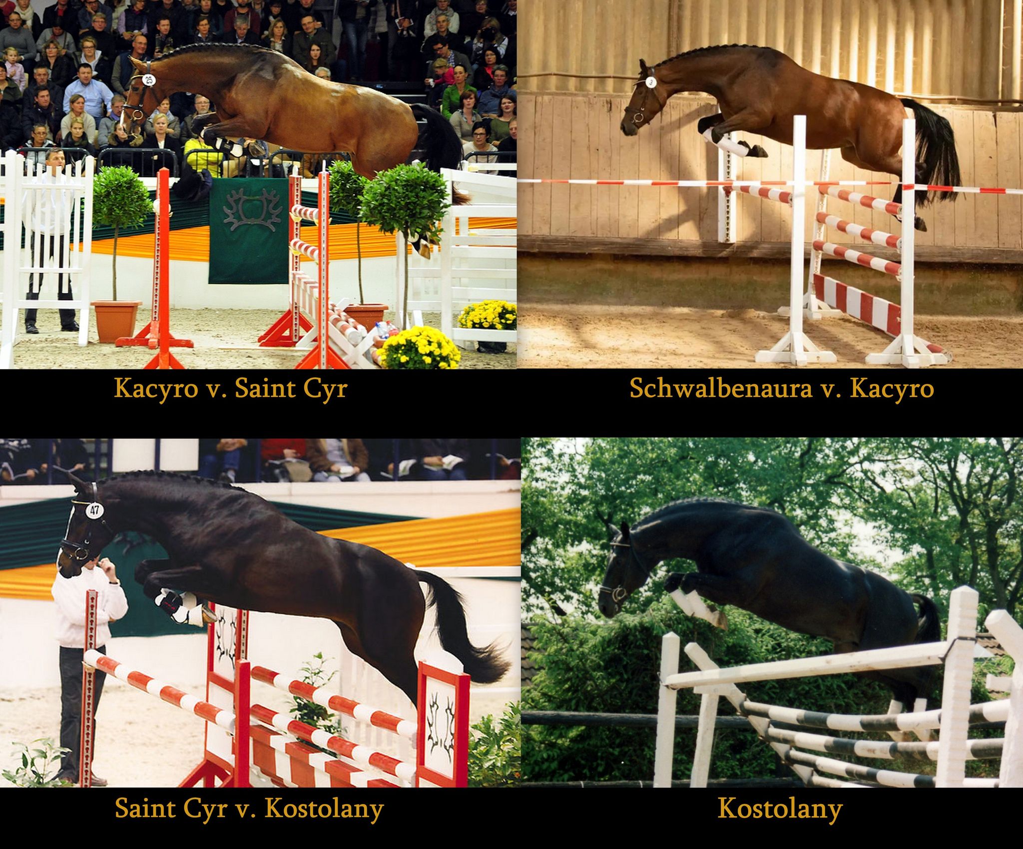 Platz 3 in der Leistungsprfung fr unsere 3jhrige Stute Schwalbenaura v. Kacyo u.d. Schwalbensage v. Grand Corazon - 
Trakehner Gestt Hmelschenburg - Foto: Beate Langels