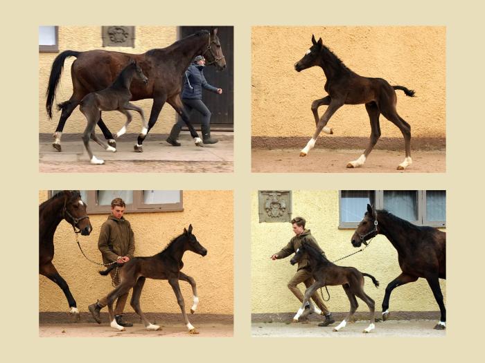 31.03.2022 - Trakehner Gestt Hmelschenburg - 
Foto: Beate Langels