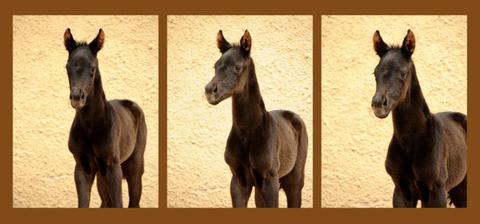 31.03.2022 - Trakehner Gestt Hmelschenburg - 
Foto: Beate Langels