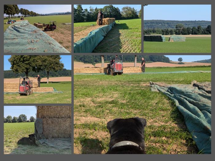 Unsere Feldgrasweide wird vorbereitet - Foto Sabine Beyer - Trakehner Gestt Hmelschenburg