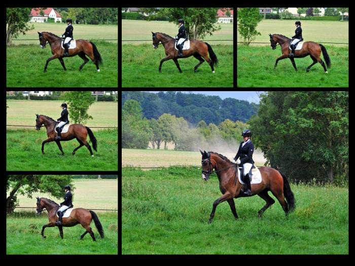 Tom Taylor v Zauberdeyk u.d. St.Pr.u.Pr.St. Tacyra v. Saint Cyr - Foto Beate Langels - Trakehner Gestt Hmelschenburg