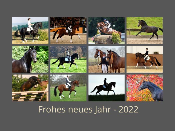 Unsere Hengstkollektion 2022 in Hmelschenburg  - Foto: Beate Langels - Trakehner Gestt Hmelschenburg