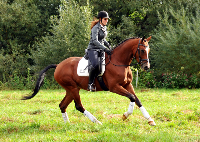 3jhriger Wallach von Summertime u.d. Prmienstute Klassic v. Freudenfest - Foto: Beate Langels - Trakehner Gestt Hmelschenburg