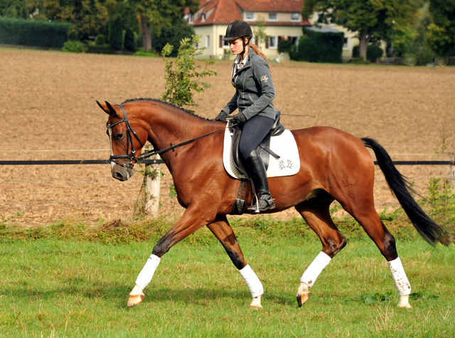 3jhriger Wallach von Summertime u.d. Prmienstute Klassic v. Freudenfest - Foto: Beate Langels - Trakehner Gestt Hmelschenburg