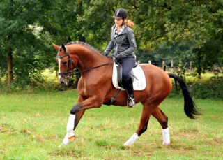 3jhriger Wallach von Summertime u.d. Prmienstute Klassic v. Freudenfest - Foto: Beate Langels - Trakehner Gestt Hmelschenburg