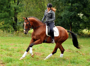 3jhriger Wallach von Summertime u.d. Prmienstute Klassic v. Freudenfest - Foto: Beate Langels - Trakehner Gestt Hmelschenburg