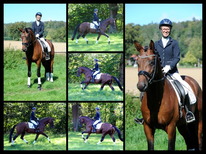 Saltazio - Trakehner Hengst von High Motion x Imperio - Foto Beate Langels