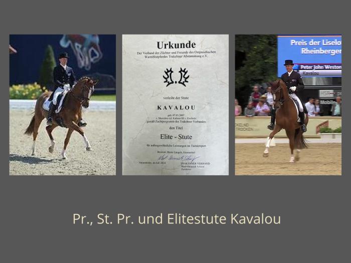 Trakehner Staatsprmien-, Prmien- und Elitestute Kavalou von Shavalou - Gestt Hmelschenburg - Beate Langels