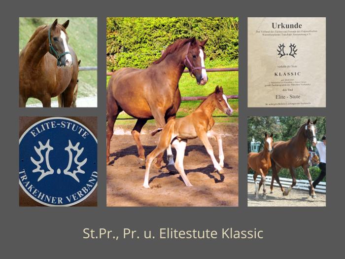 Trakehner Staatsprmien-, Prmien- und Elitestute Klassic v. Freudenfest u.d. ESt. Kassuben  - Gestt Hmelschenburg - Beate Langels
