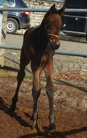 Hengstfohlen von Grand Corazn x Summertime