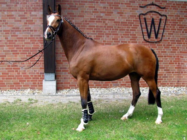 Pr.u.StPrSt. KLASSIC BLUE v. Singolo - Foto: Beate Langels - Trakehner Gestt Hmelschenburg