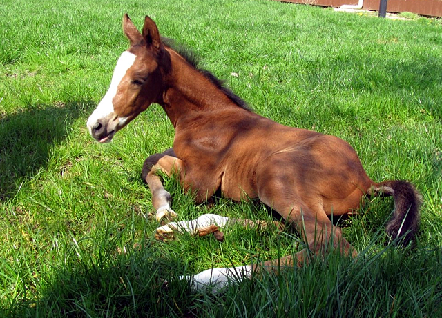 Hengstfohlen von High Motion x Singolo - Freudenfest - Foto: Corinna Gerling