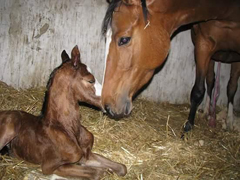 Hengstfohlen von High Motion x Singolo - Foto: Gerling