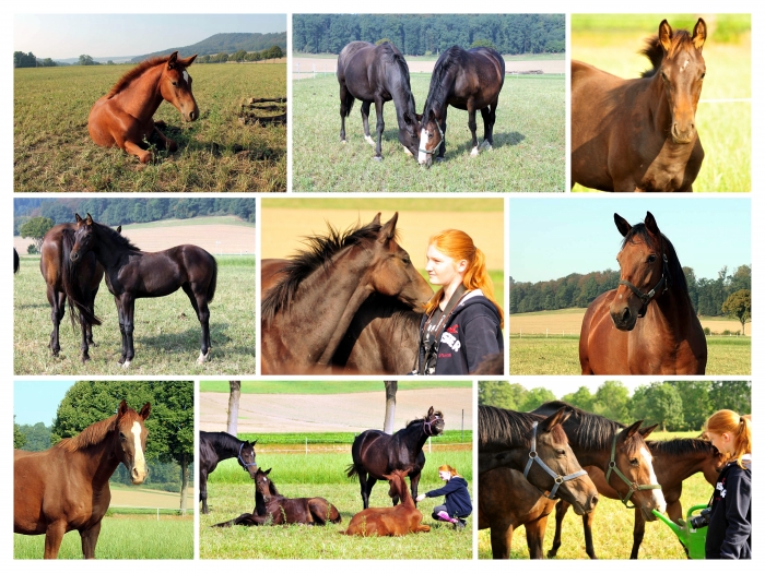 - Fotos: Johanna Kraus und Beate Langels -
Trakehner Gestüt Hämelschenburg