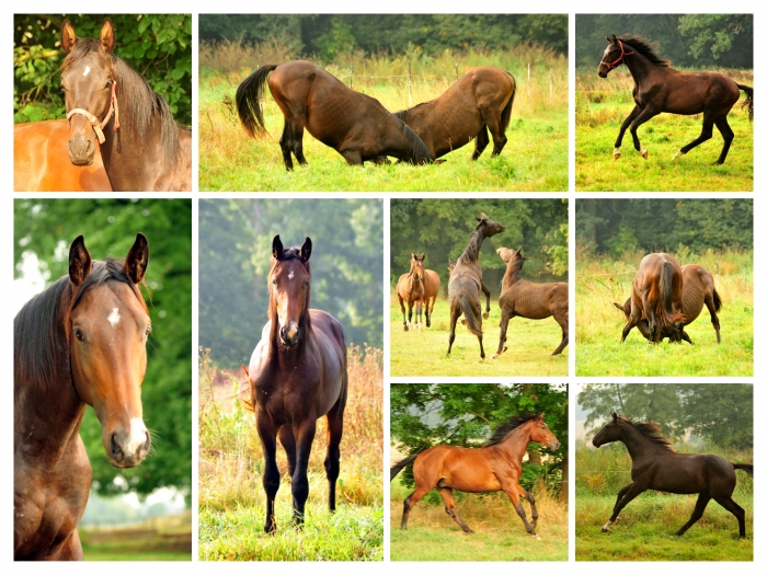 - Fotos: Johanna Kraus und Beate Langels -
Trakehner Gestüt Hämelschenburg