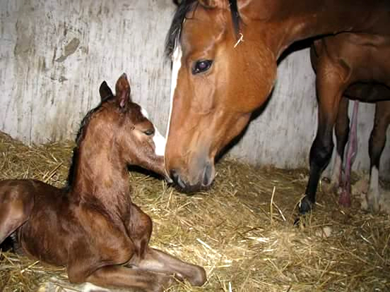 Hengstfohlen von High Motion x Singolo - Freudenfest - Foto: Corinna Gerling