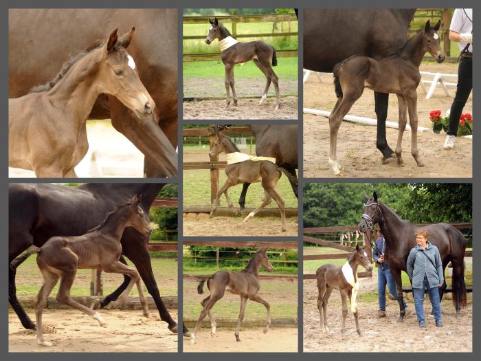 Trakehner Prmienstute Valentiana v. His Moment u.d. 
Valentine v. High Motion - Gestt Hmelschenburg