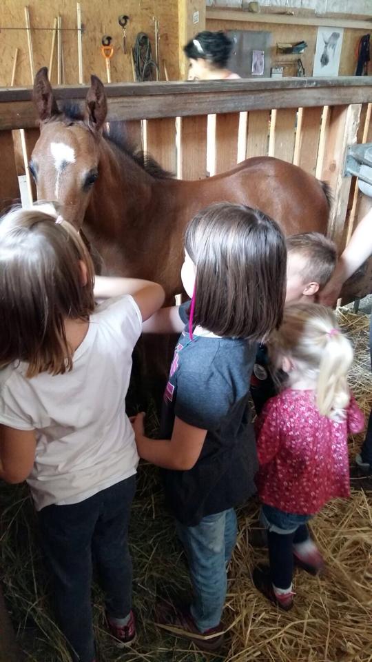 Trakehner Hengstfohlen von Saint Cyr u.d. Wonderful Sunshine xx, Foto: Claudia Lenhart