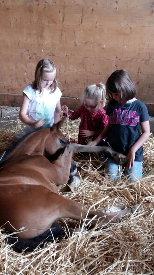 Trakehner Hengstfohlen von Saint Cyr u.d. Wonderful Sunshine xx, Foto: Claudia Lenhart