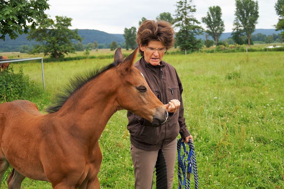 Trakehner Hengstfohlen von Saint Cyr u.d. Wonderful Sunshine xx, Foto: Claudia Lenhart